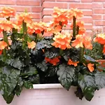 La Siepe Pinerolo