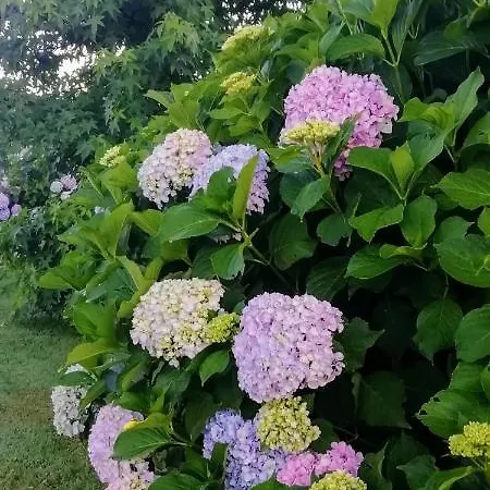 La Siepe Couette-café Pinerol