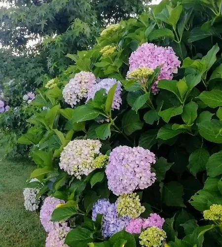 La Siepe Отель типа 