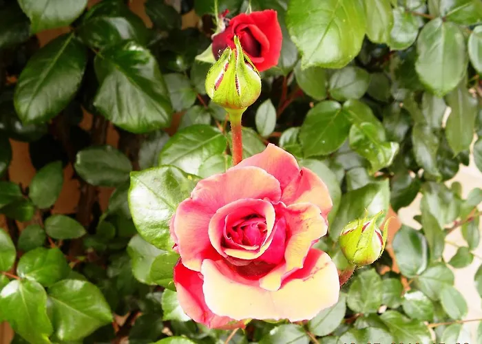 La Siepe 3* Pinerolo