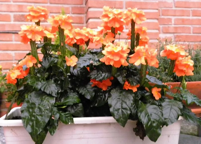 La Siepe Пинероло