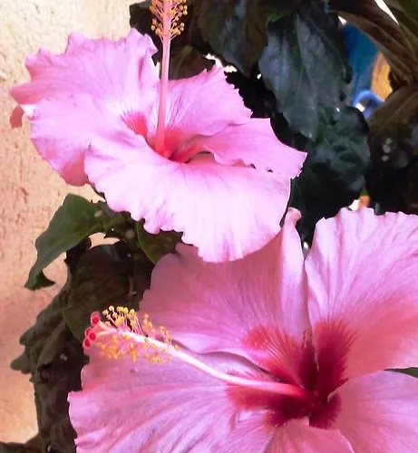 La Siepe 3* Пинероло